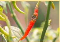 Infeksi berat antraknose pada cabai dari materi teknis hortikultura Indonesia