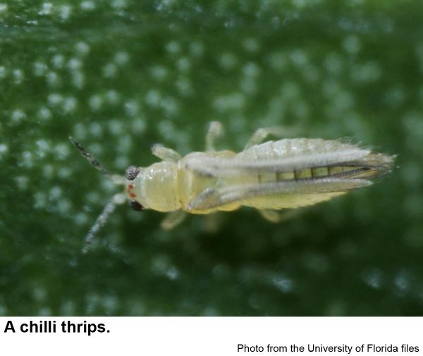 Thrips dewasa