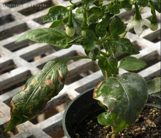 Gejala thrips pada pepper