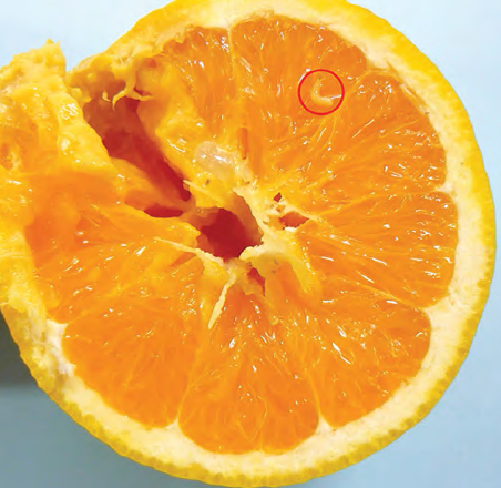Buah berulat dan busuk berat akibat lalat buah