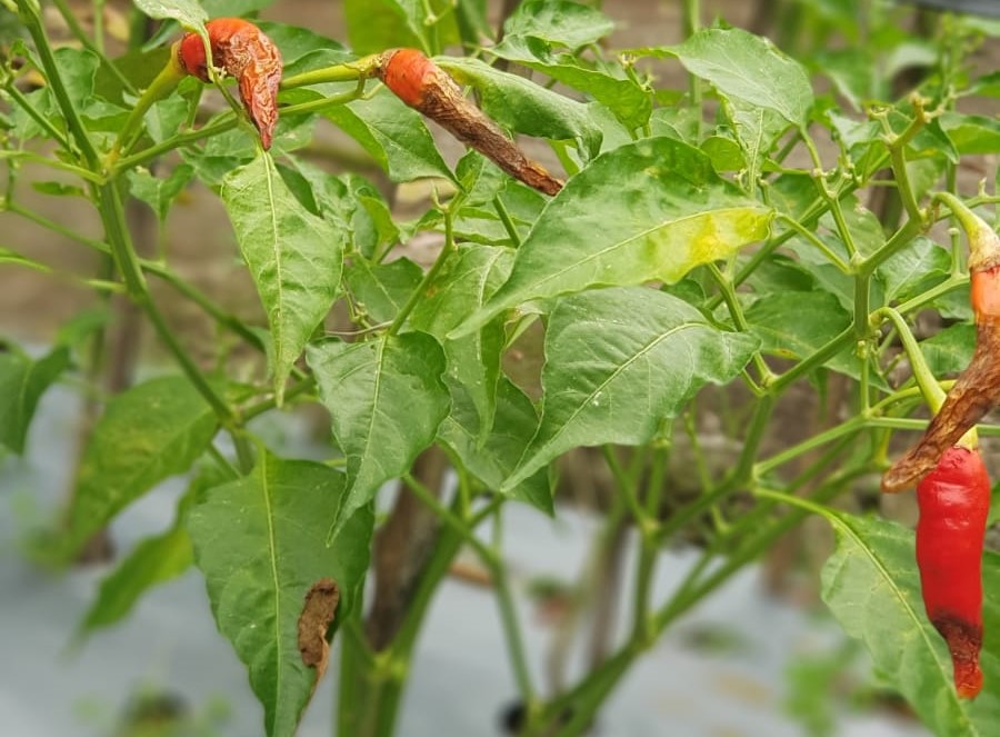 Tajuk dan lingkungan kebun terlalu lembap