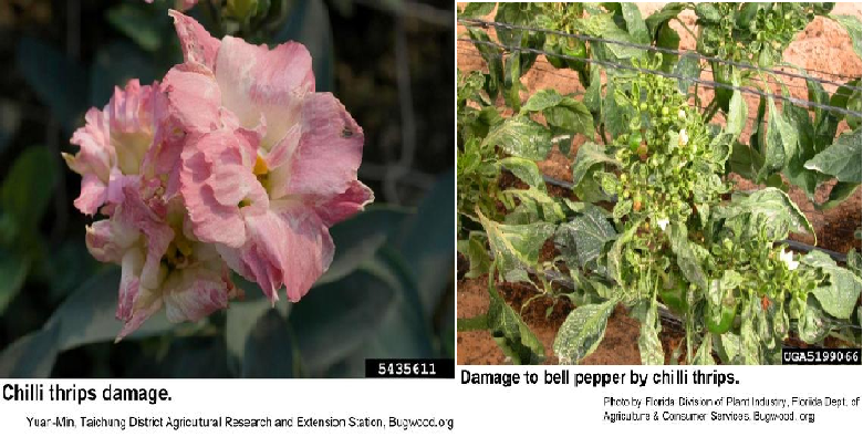 Thrips fase awal pada bunga versus fase merusak pada pucuk dan tajuk
