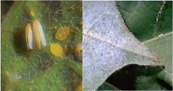Whitefly fase awal versus fase berat pada bawah daun