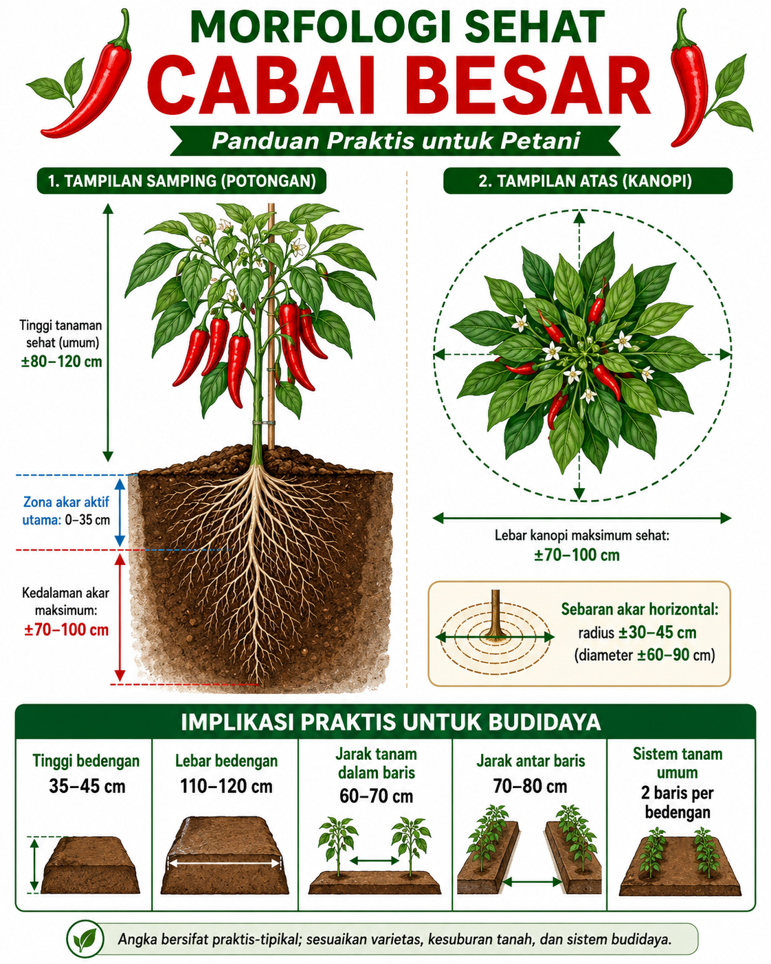 Morphologi cabai besar sehat