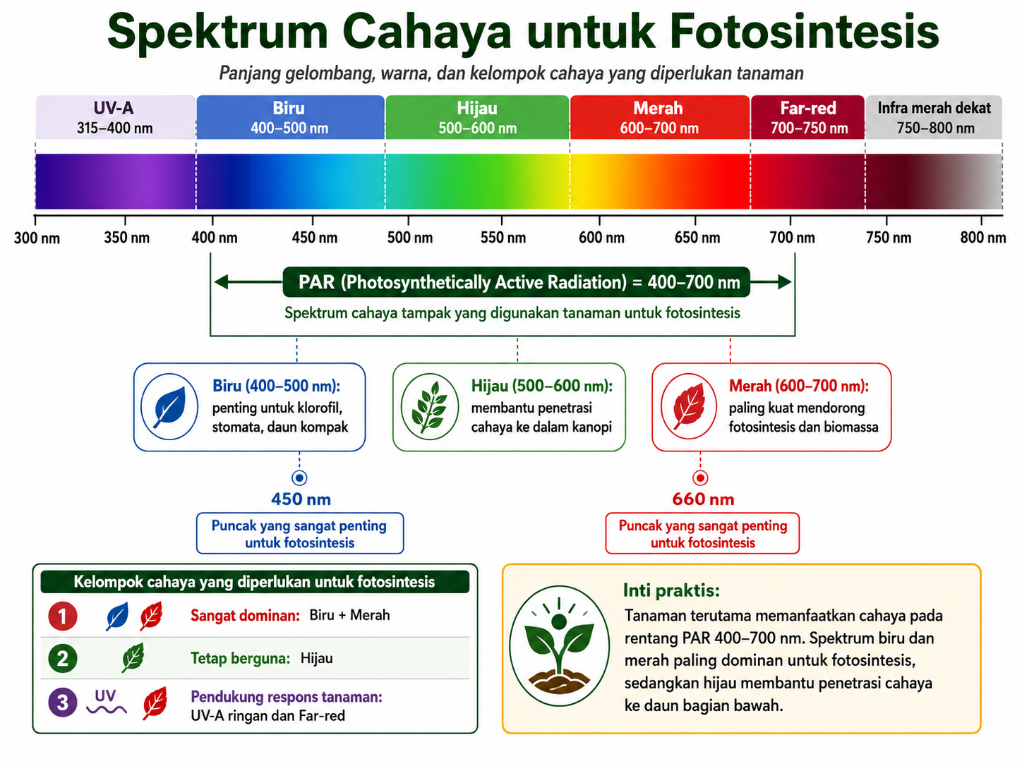 Spektrum cahaya fotosintesis