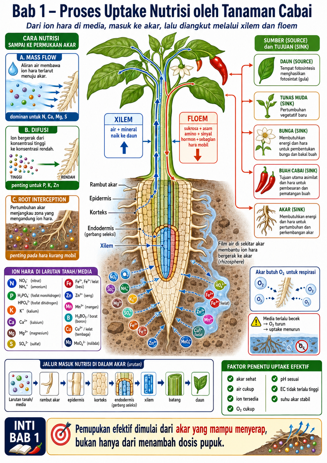 Uptake nutrisi cabai